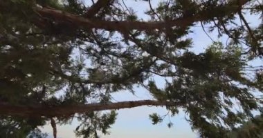 Doğal mucize, Dağlar Vadisi manzarası, Büyük Kayalıklar ve Kayalar üzerinde uçan insansız hava aracı, jeolojik harikalar. Kuş bakışı 4K. Tazi kanyonu, Türkiye