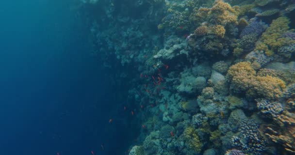 Mondo subacqueo, Pesci della barriera corallina dal Mar Rosso in Turchia — Video Stock