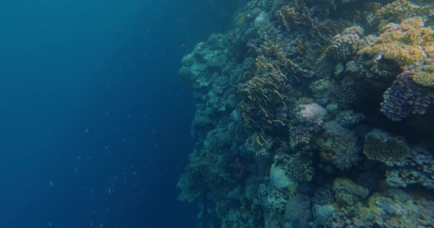 水中世界、トルコの紅海からのサンゴ礁の魚 — ストック動画