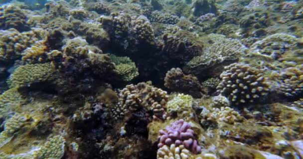 水中世界、トルコの紅海からのサンゴ礁の魚 — ストック動画
