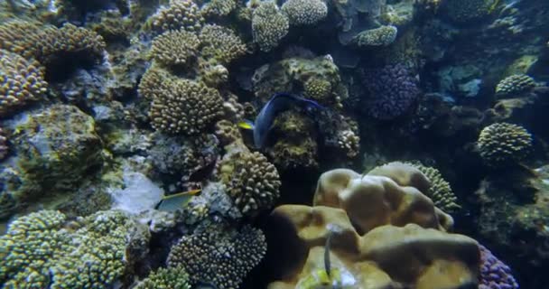 Подводный мир, рифы из Красного моря в Турции — стоковое видео