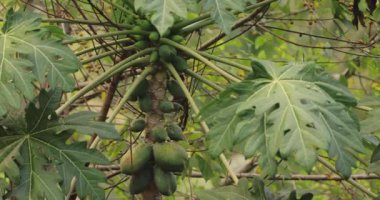 Çiftlikteki ağaçta yeşil papaya meyveleri