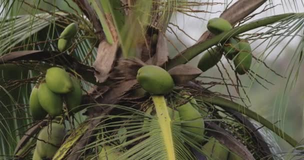 Kokosnötter på palmer Närbild — Stockvideo