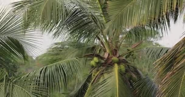Kokosy na palmie Tropikalne tło — Wideo stockowe