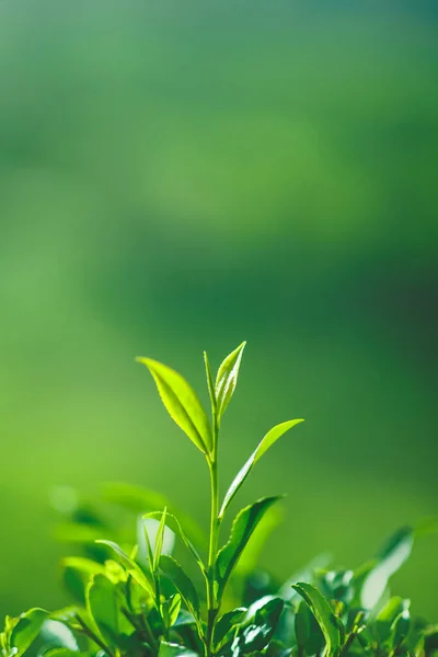 Bourgeon de thé et feuilles sur les plantations de thé — Photo