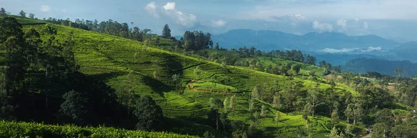 スリランカヌワラ・エリヤ近くの国の茶畑 — ストック写真