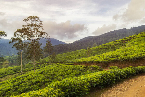 Green tea plantation in up country near Nuwara Eliya, Sri Lanka Stock Picture