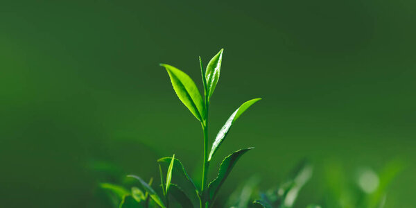 Close Fresh Perfect Tea Bud Leaves Tea Plantation Background High Stock Picture