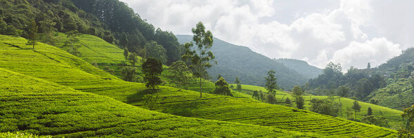 Panorama Green Tea Plantation Country Nuwara Eliya Sri Lanka High Stock Picture