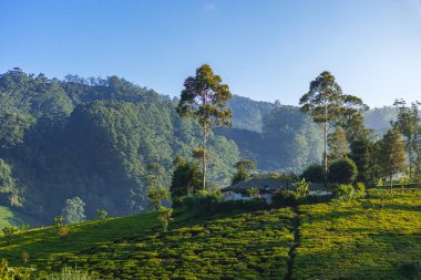 Nuwara Eliya, Sri Lanka yakınlarındaki Nanuoya 'da yeşil çay çiftliği. Yüksek kalite fotoğraf. Yeşil çay tarlası manzarası