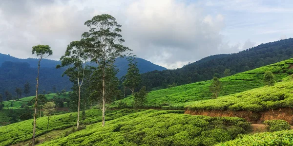 スリランカのヌワラ エリヤ近くの国の自然背景茶園 環境に優しい農業 有名な観光名所 — ストック写真