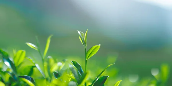 Close Fresh Perfect Tea Bud Leaves Tea Plantation Natural Background — Stock Photo, Image