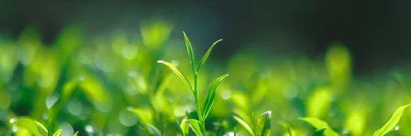 Close Frischen Perfekten Tee Knospe Und Blätter Auf Teeplantage Natürlichen — Stockfoto