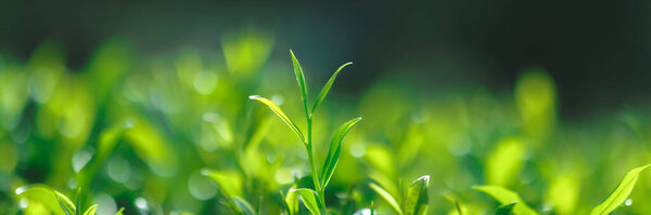 Close Fresh Perfect Tea Bud Leaves Tea Plantation Natural Background Stock Image