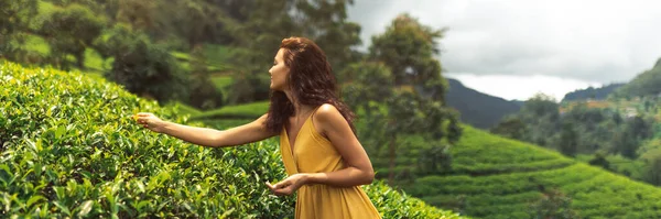 Traveler woman picking up green tea leaves in hand during her travel to famous nature landmark tea plantations in Nuwara Eliya, Sri Lanka. Profile of gorgeous brunette Caucasian model in yellow dress