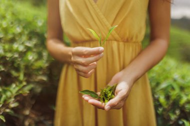 Çay tarlasının önündeki çay çalılarının yanında taze çay yaprakları tutan kadın elleri. Yüksek kaliteli reklam fotoğrafı.