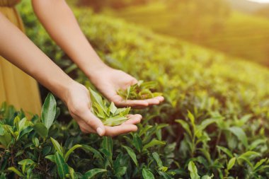 Çay tarlasının önündeki çay çalılarının yanında taze çay yaprakları tutan kadın elleri. Yüksek kaliteli reklam fotoğrafı.