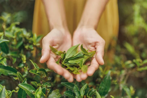 Close Female Hands Holding Fresh Tea Leaves Tea Bush Front — Stock Photo, Image