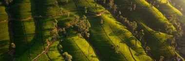 Yeşil dağlardan ve çay tarlalarından geçen manzara yolunun hava aracı görüntüsü. Yüksek kalite fotoğraf. Arkaplan veya afiş için yeşil çay alanları