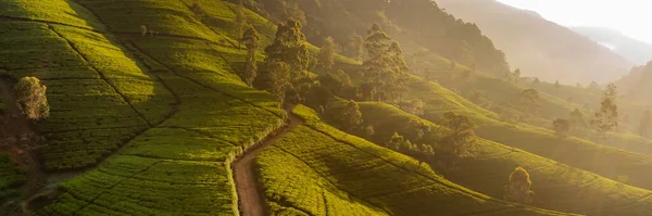 緑の山の丘や茶畑を介して風景道路の空中ドローンビュー 高品質の写真 背景や旗のための緑の茶畑 — ストック写真