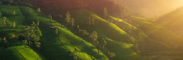 緑の山の丘や茶畑を介して風景道路の空中ドローンビュー 高品質の写真 背景や旗のための緑の茶畑 — ストック写真