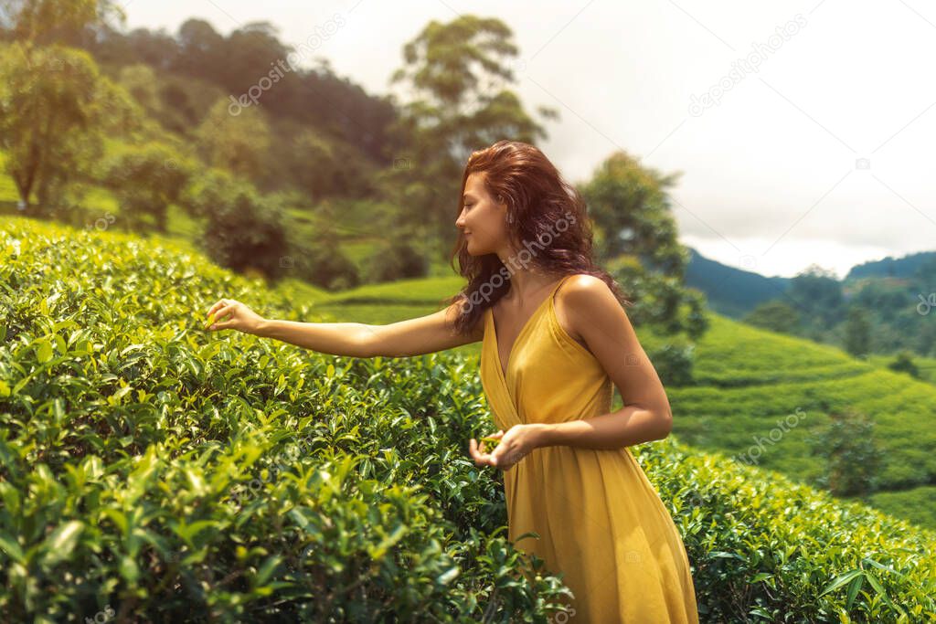Traveler woman picking up green tea leaves in hand during her travel to famous nature landmark tea plantations, Sri Lanka. Romantic brunette Caucasian girl in stylish yellow dress and straw hat