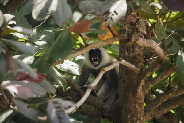 Macaco Adulto Irritado Semnopithecus Priam Thersites Lângur Cinza Adornado Endêmico — Fotografia de Stock