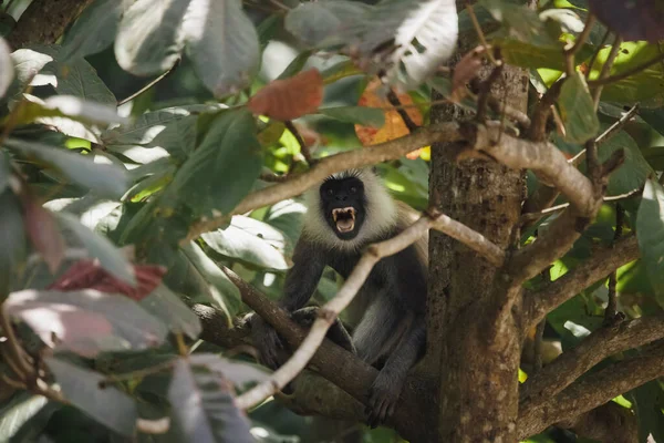 Angry Adult Macaque Monkey Semnopithecus Priam Thersites Tufted Gray Langur —  Fotos de Stock