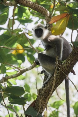 Gri Langur aynı zamanda Sri Lanka ve Hindistan 'ın yağmur ormanlarındaki ağaçtaki Hanuman Langur endemisi olarak da bilinir. Hintli langurlar uzun kuyruklu maymunlardır. Yaban hayatının yüksek kaliteli fotoğrafı