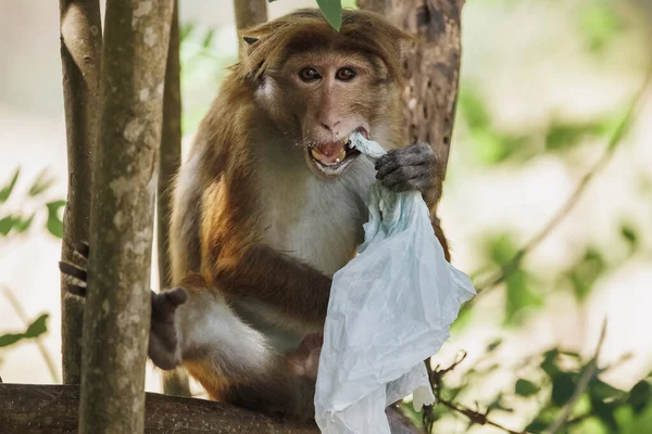 Plastic Pollution Jungle Environmental Problem Monkey Eating Plastic Bags Mistaking —  Fotos de Stock