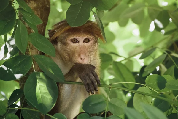 Monkey Portrait Close Monkey Face Living Sri Lanka India Thailand —  Fotos de Stock