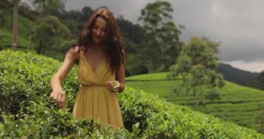 Gezgin kadın, Nuwara Eliya, Sri Lanka 'daki ünlü doğa çay tarlalarına giderken elinde yeşil çay yaprakları tutuyor. Muhteşem esmer beyaz kız tatilinin tadını çıkarıyor.
