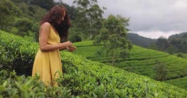 Gezgin kadın, Nuwara Eliya, Sri Lanka 'daki ünlü doğa çay tarlalarına giderken elinde yeşil çay yaprakları tutuyor. Muhteşem esmer beyaz kız tatilinin tadını çıkarıyor.