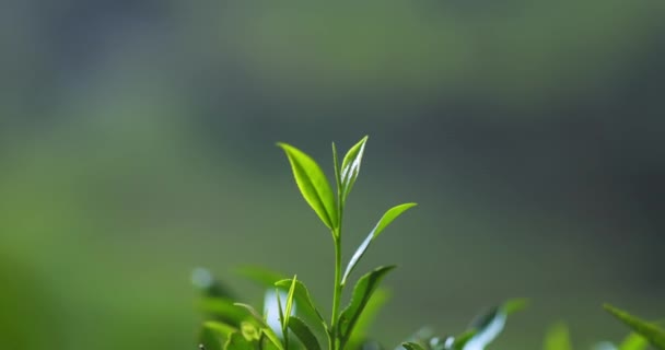 Close Fresh Perfect Tea Bud Leaves Tea Plantation Natural Background — Video Stock