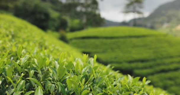 Panorama Green Tea Plantation Country Nuwara Eliya Sri Lanka High — 비디오