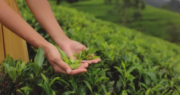 Close Female Hands Holding Fresh Tea Leaves Tea Bush Front — 图库视频影像