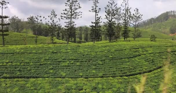 Moving Shot Tea Plantations Taken Train Sri Lanka High Quality — ストック動画