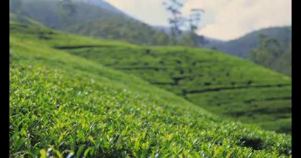 Panorama Green Tea Plantation Country Nuwara Eliya Sri Lanka High — 비디오