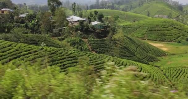 Moving Shot Tea Plantations Taken Train Sri Lanka High Quality — Stock Video