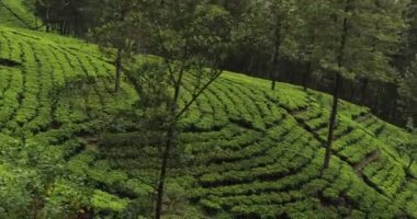 Moving shot of tea plantations taken from a train in Sri Lanka. High quality slow motion 4k footage