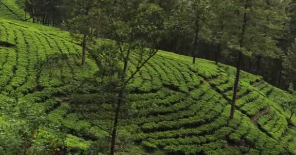 Moving Shot Tea Plantations Taken Train Sri Lanka High Quality — ストック動画