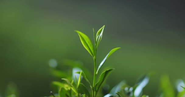 Close Fresh Perfect Tea Bud Leaves Tea Plantation Natural Background — ストック動画