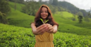 Traveler woman holding green tea leaves in hand during her travel to famous nature landmark tea plantations. Romantic brunette Asian girl in stylish yellow dress standing, enjoying her vacations