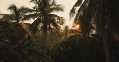 Palm trees in a tropical jungle in the morning at sunset. Tropical rainforest background. High-quality 4k footage. Tilt-up.