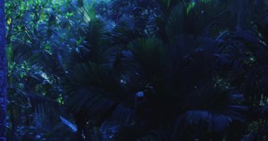 Foliage of tropical rainforest with palm trees abstract at night. High quality 4k footage. Tilt up