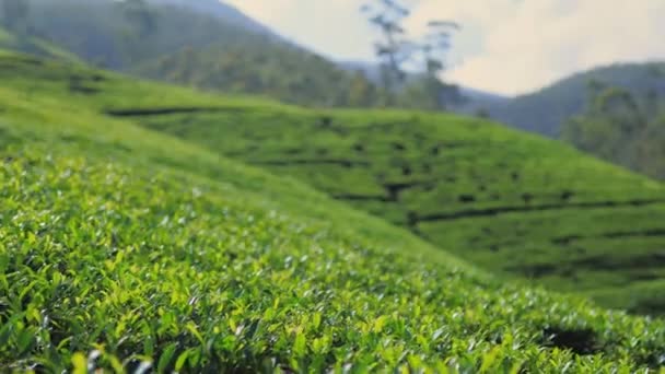 Panorama Gorgeous Green Tea Plantation Country Nuwara Eliya Sri Lanka — Vídeos de Stock