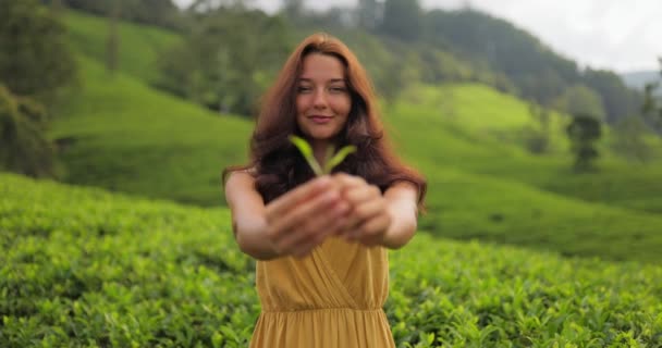 Traveler Woman Holding Green Tea Leaves Hand Her Travel Famous — стокове відео