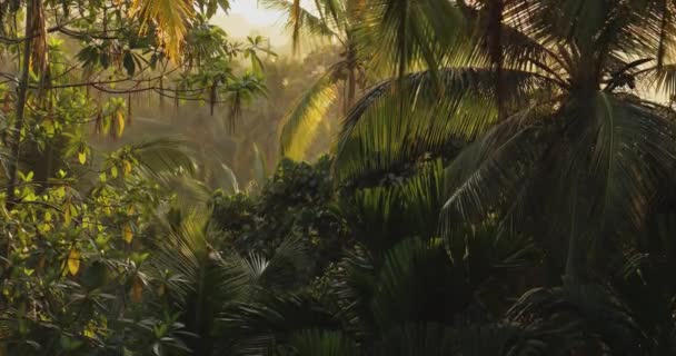 Rainforest Morning Sunset Tropical Abstract Cinematic Background High Quality Footage — Stockvideo
