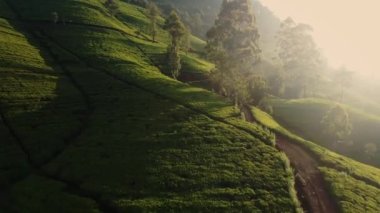 Aerial drone view of scenery road through green mountains hills and tea plantations. High quality 4k drone video. Green tea fields for vloggers travel video or advertising eco-friendly agriculture
