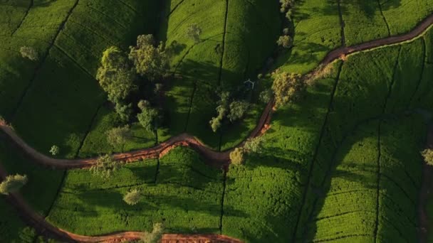 Aerial Drone Top View Scenery Road Green Mountains Hills Tea — Video
